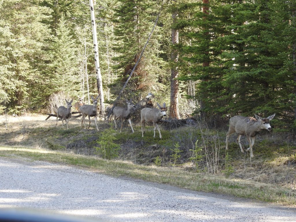 Mule deer